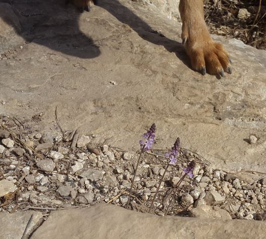 Autumn Squill