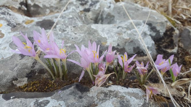 Steven's Meadow-saffron